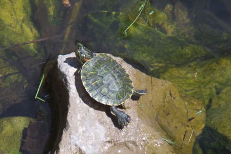 Baby Turtle Sunning
