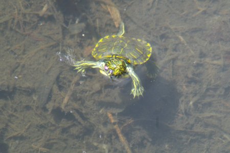 Baby Turtle Spy Hopping