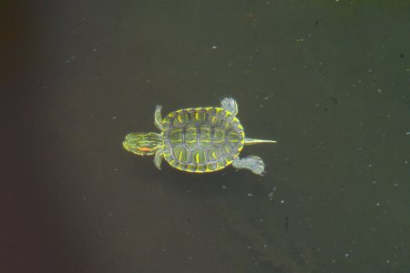 Baby Turtle Swimming Underwater
