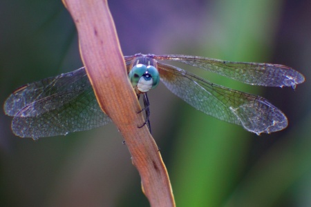 Dragonfly Peek-A-Boo