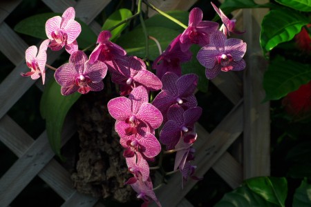 orchids, peaceful. flowers