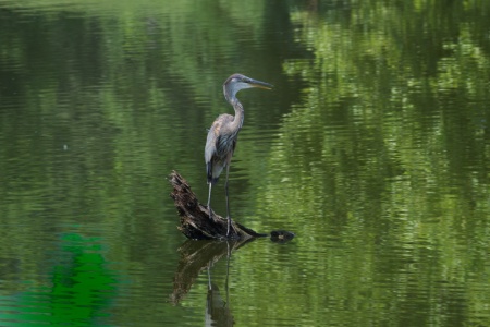 blue heron, pond, reflections